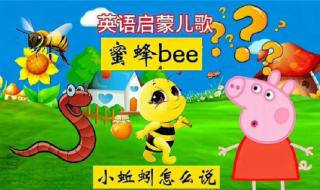 昆虫用英语怎么读 昆虫英语怎么读